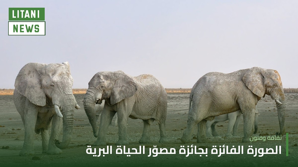 «الغارديان»: صورة لفيل يحمل صغيرًا ميتًا تفوز بجائزة مصوّر الحياة البرية للعام