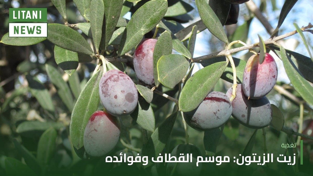 زيت الزيتون البكر الممتاز: ما الذي تقوله الدراسات عن فوائده؟